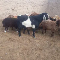 نربزدرجه یک ازهرلحاظ قیمت توافقی|حیوانات مزرعه|تربت جام, معدآباد|دیوار