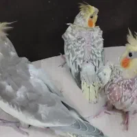 جوجه عروس هلندی