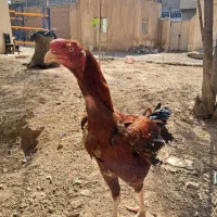 خروس.لاری
