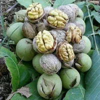 باغ بادام وگردو در شهرسامان|فروش دفتر صنعتی، کشاورزی، تجاری|اهواز, زیتون کارمندی|دیوار