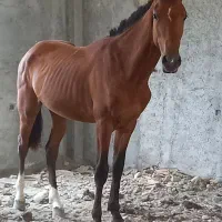 اسب نریون فروشی