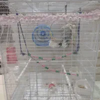 طوطی برزیلی نرو ماده|پرنده|رشت, نامجو|دیوار