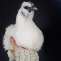 مرغ ابریشمی