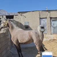 اسب|اسب و تجهیزات اسبسواری|سر آسیاب یوسفی, |دیوار