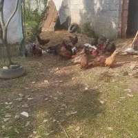 مرغ و اردک|حیوانات مزرعه|لاهیجان, آهندان|دیوار