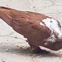 آلابوغاز  نر