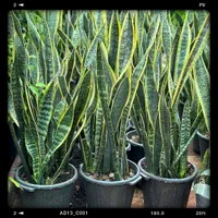 گل سانسوریا ابلق ریشه لخت|گل و گیاه طبیعی|رودبنه, |دیوار