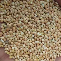 خوراک ارزن  کفتر درشت درجه یک