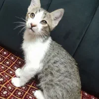 واگذاری گربه