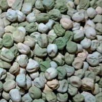 بذرنخودفرنگی پفکی ولف هلند