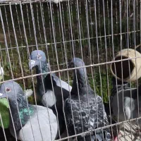 سه عدد نرسبز دوخط ویک ماده مگس