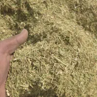 خارشتر برای دام و شترمرغ و گاو داری و عرق گیری|حیوانات مزرعه|شیراز, احمدی جنوبی|دیوار