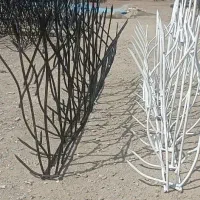 شاخ گوزنی