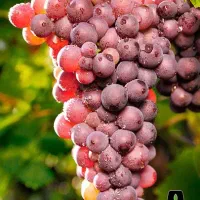 نهالستان گردو و بادام دیرگل و مقام به سرما|خدمات باغبانی و درختکاری|نیر (اردبیل), |دیوار