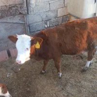 گوساله سیمینتال|حیوانات مزرعه|دلند, |دیوار