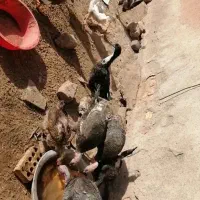 بوقلمون ، اردک و غاز