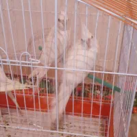 فروش ۲ عدد عروس هلندی آلبینو