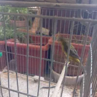 قناری یک جفت سبزچمنی یه تیغ