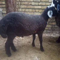 بره قوچ شال افشار
