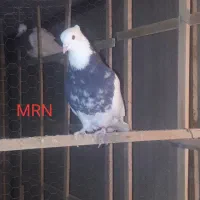 کبوتر طوقی کاکلی ازبهترین نسل لطفا توضیحاتو بخونید