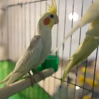 عروس هلندی ماده و نر سخنگو