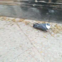 کفتر|پرنده|کرمان, |دیوار