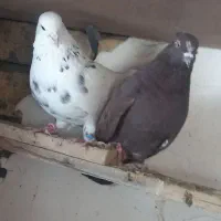 کفتر پرشی