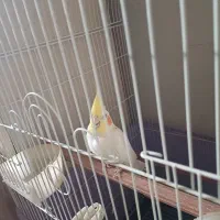 عروس هلندی نر همراه جوجه