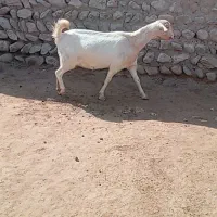 فروش 18رس بز کولار دورگ