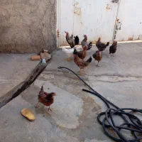 مرغ و خروس|حیوانات مزرعه|سوری, |دیوار