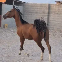 مادیان کهر زردپنج نشان دره شوری فوق‌العاده دم گیر