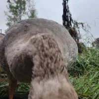 غاز محلی۶کیلویی|حیوانات مزرعه|قائم‌شهر, |دیوار