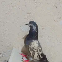 کبوتر تهرانی