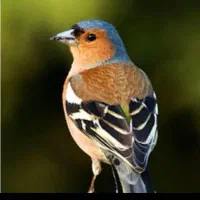 سهره نر|پرنده|اصفهان, شاهد|دیوار