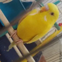 مرغ عشق نر با تمام وسایل
