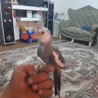 قناری عروس  مرغ عشق|پرنده|تاکستان, |دیوار