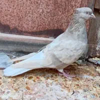 ماده طلایی دم سفید