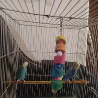 یک جفت مرغ عشق