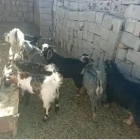 ۸ تا بزغاله
