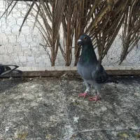 جفتی|پرنده|سعدآباد, |دیوار