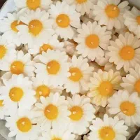 گیفت گل بابونه