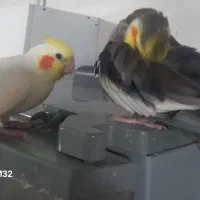 عروس هلندی|پرنده|تهران, خزانه|دیوار