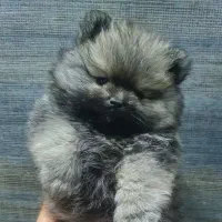 سگ پامرانین