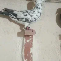 کبوتر یا کفتر گلی و سفید پلاکی