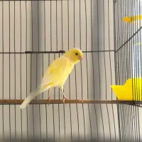 دوجفت قناری مست