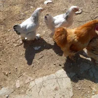 تخم مرغ برهما|حیوانات مزرعه|کرمانشاه, |دیوار