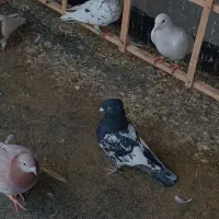 کبوتر گمشده