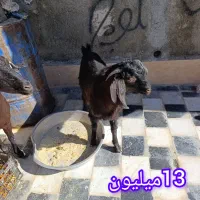 بز پاچن|حیوانات مزرعه|زاهدان, |دیوار