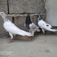 آگهی چک کنید کبوتر معاوضه ندارم یکجا میفروشم