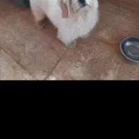 سگ پامرپیداشده